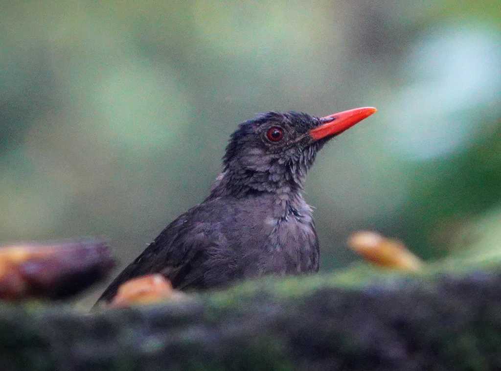 方尾黑鹎(Hypsipetes ganeesa)