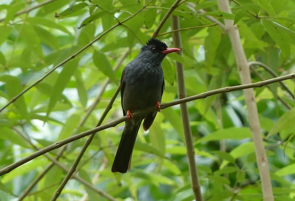方尾黑鹎(Hypsipetes ganeesa)