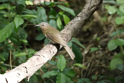 米岛短脚鹎
