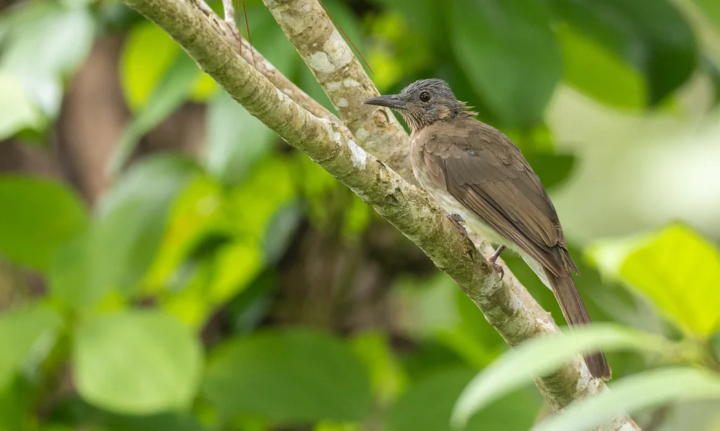 米岛短脚鹎(Hypsipetes guimarasensis)
