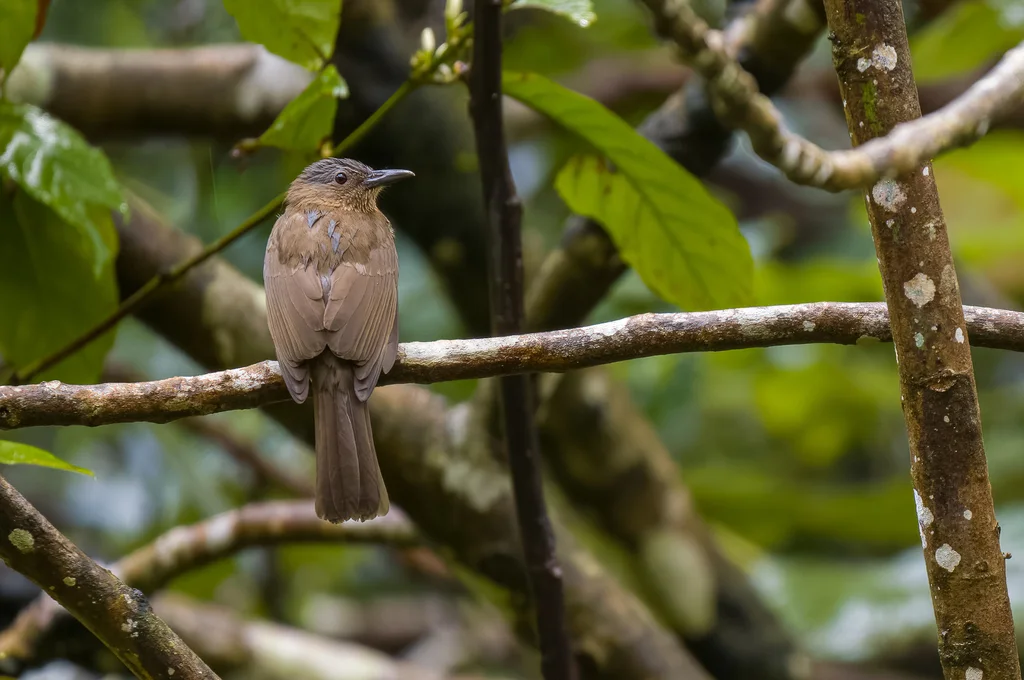米岛短脚鹎(Hypsipetes guimarasensis)