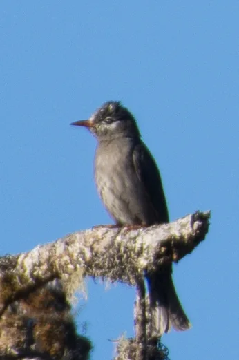 黑短脚鹎(Hypsipetes leucocephalus)