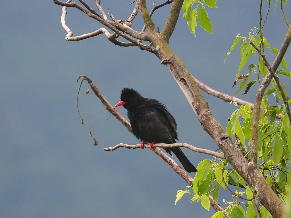 黑短脚鹎(Hypsipetes leucocephalus)