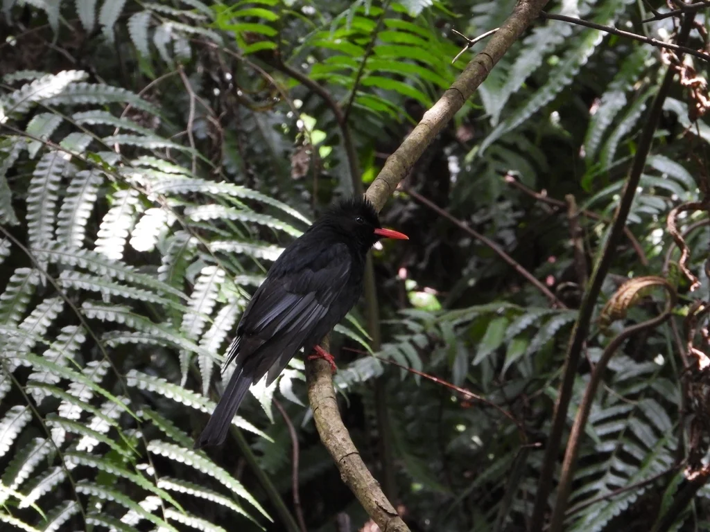 黑短脚鹎(Hypsipetes leucocephalus)