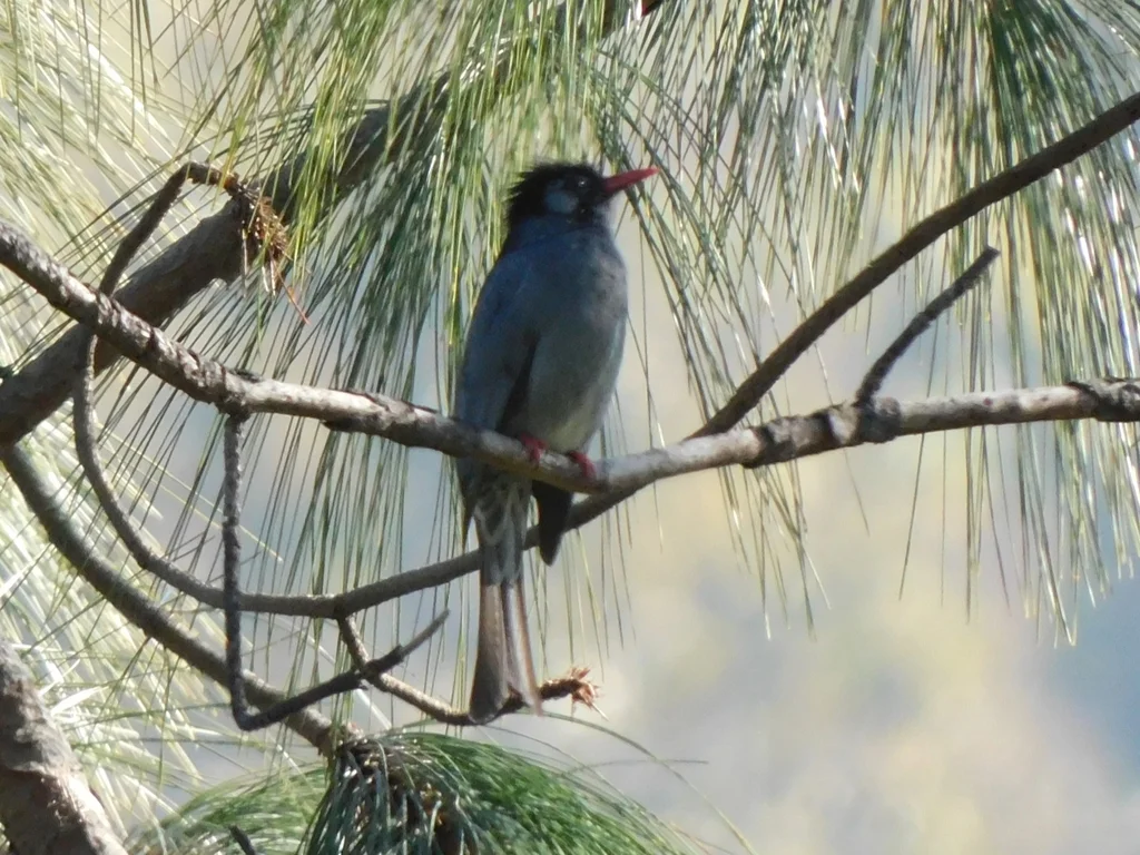 黑短脚鹎(Hypsipetes leucocephalus)
