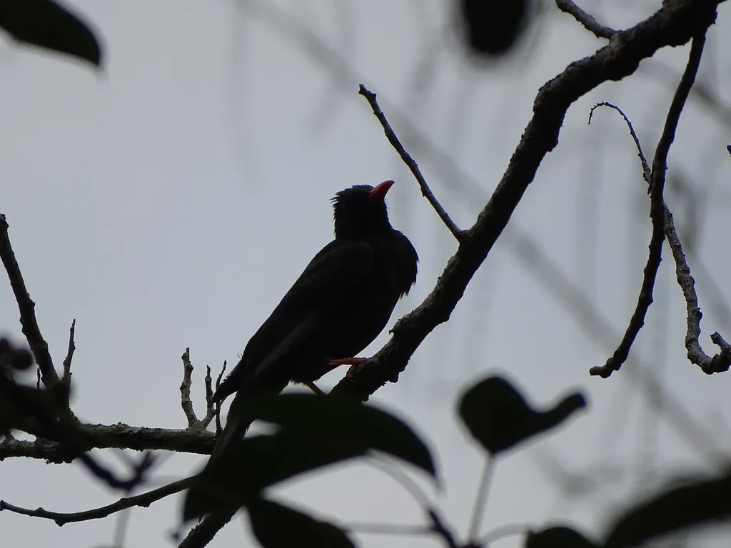 黑短脚鹎(Hypsipetes leucocephalus)