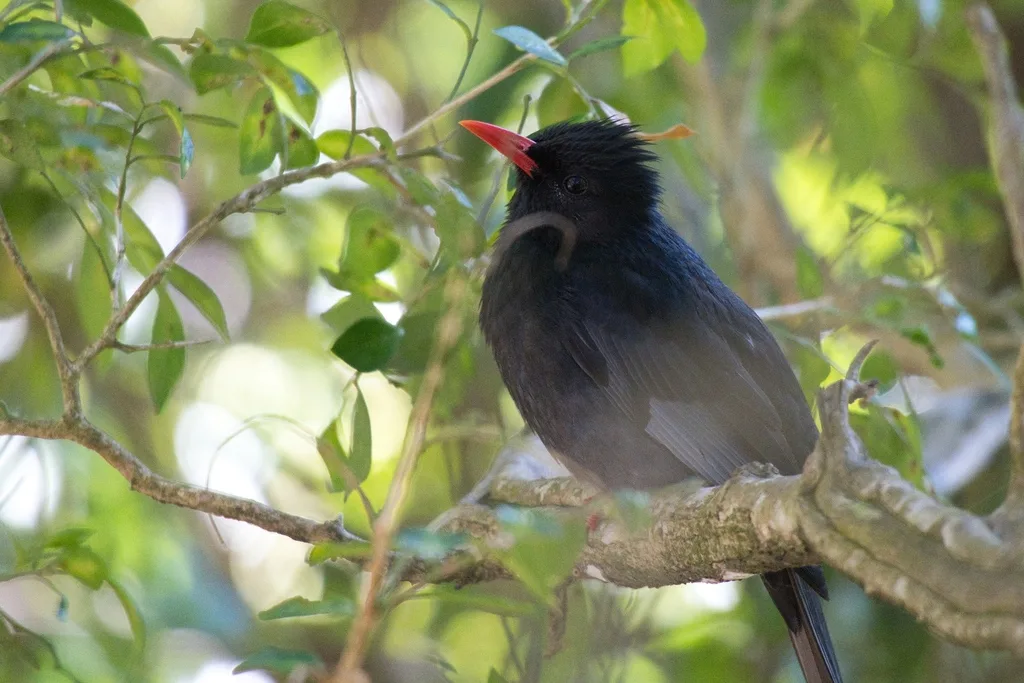 黑短脚鹎(Hypsipetes leucocephalus)