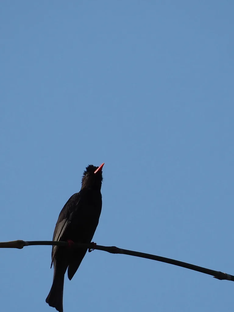 黑短脚鹎(Hypsipetes leucocephalus)