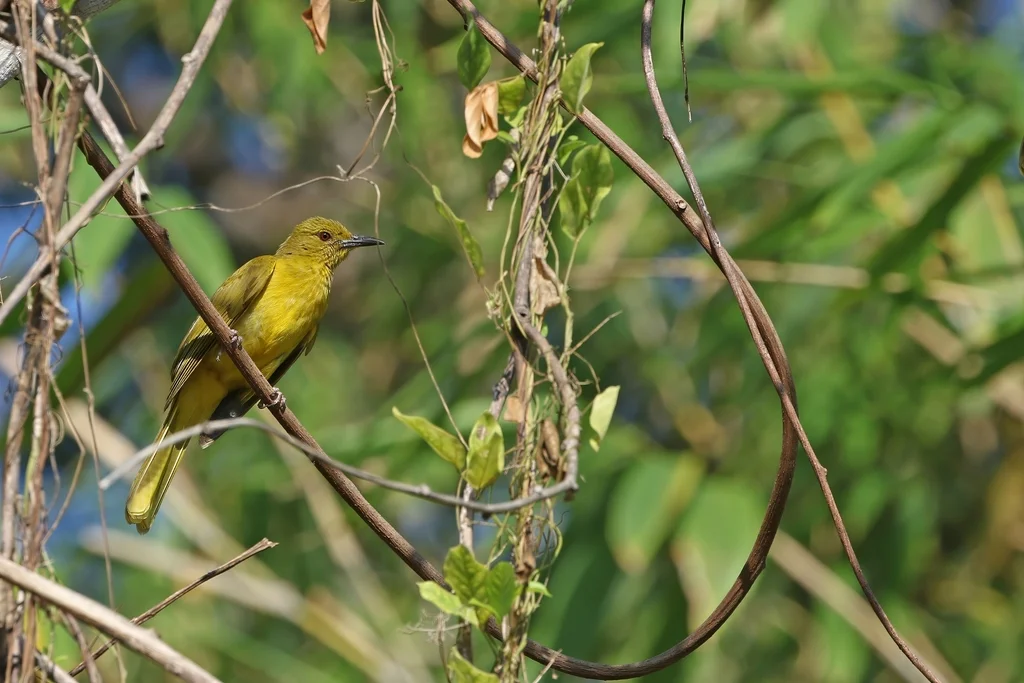 苏拉金冠鹎(Hypsipetes longirostris)