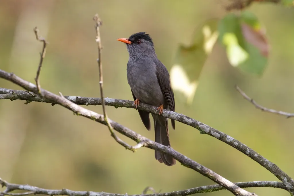 马岛短脚鹎(Hypsipetes madagascariensis)
