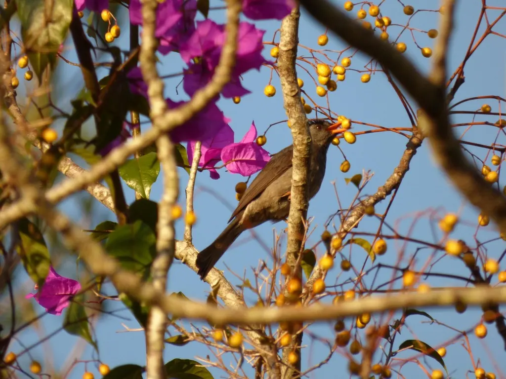 马岛短脚鹎(Hypsipetes madagascariensis)