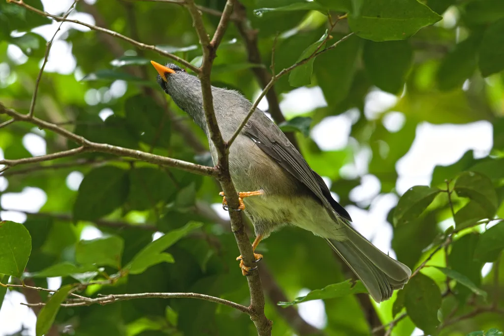 毛里求斯短脚鹎(Hypsipetes olivaceus)