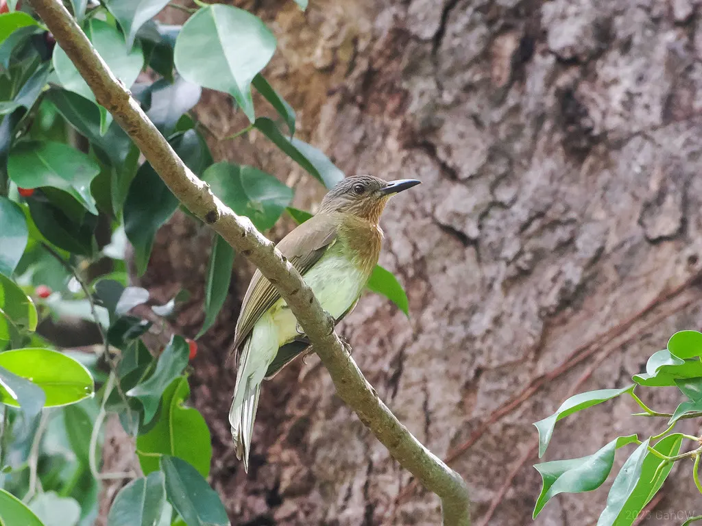菲律宾短脚鹎(Hypsipetes philippinus)