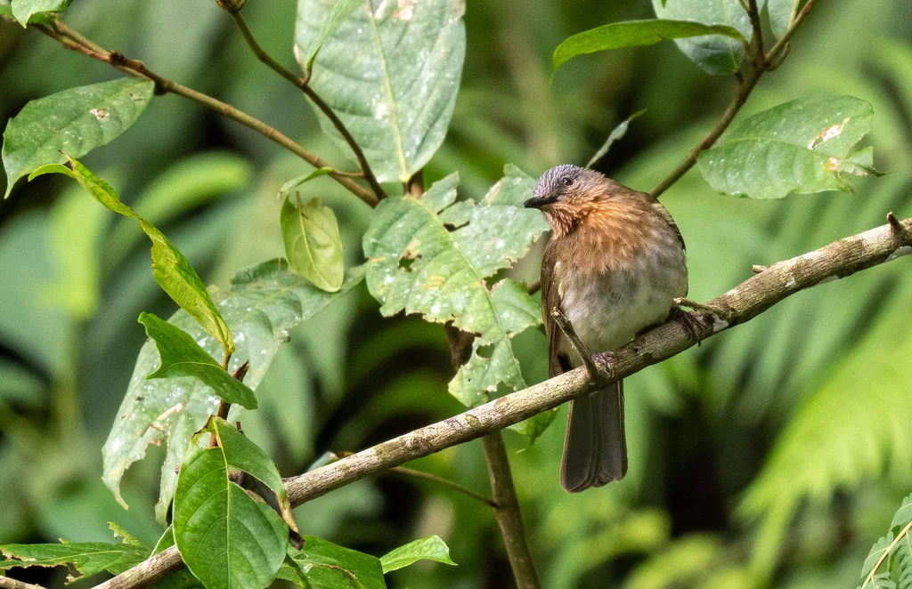 菲律宾短脚鹎(Hypsipetes philippinus)