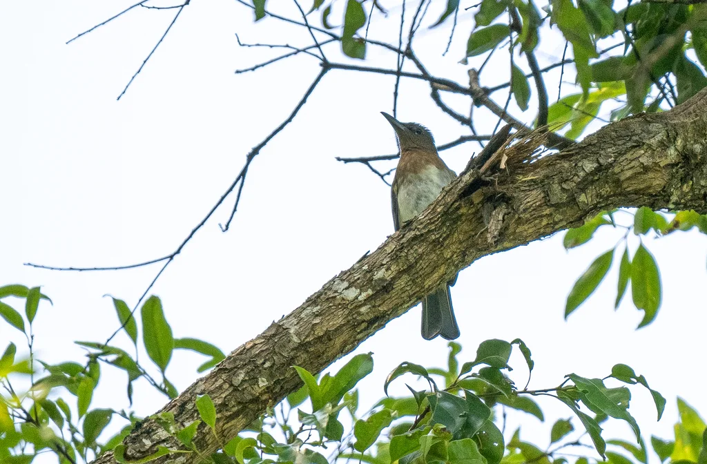 棉兰短脚鹎(Hypsipetes rufigularis)