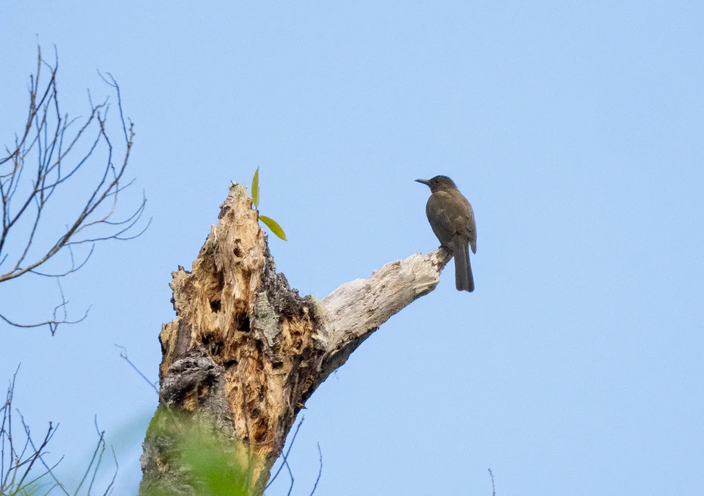 棉兰短脚鹎(Hypsipetes rufigularis)