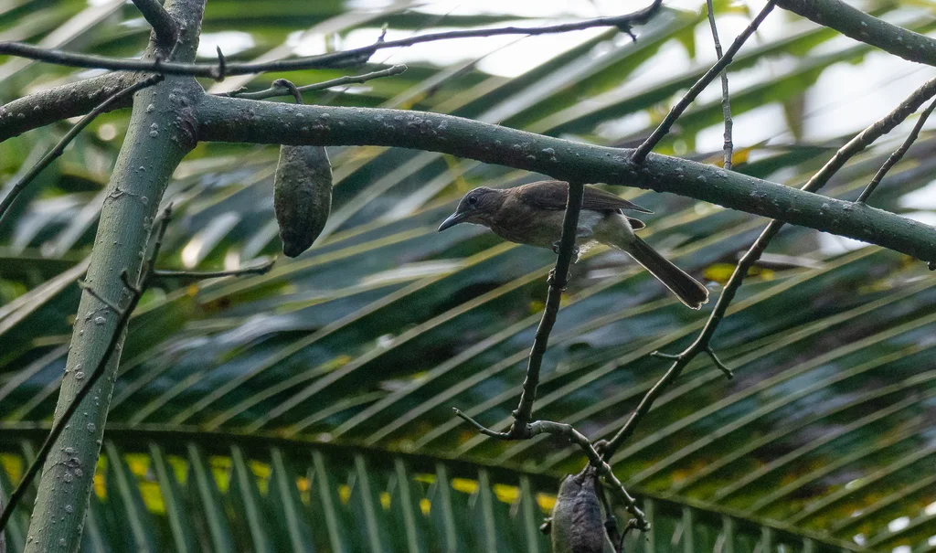 纹胸鹎(Hypsipetes siquijorensis)