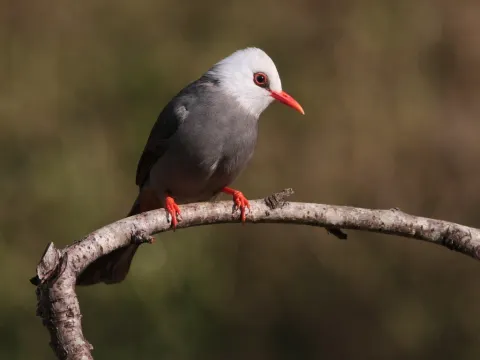 白头短脚鹎