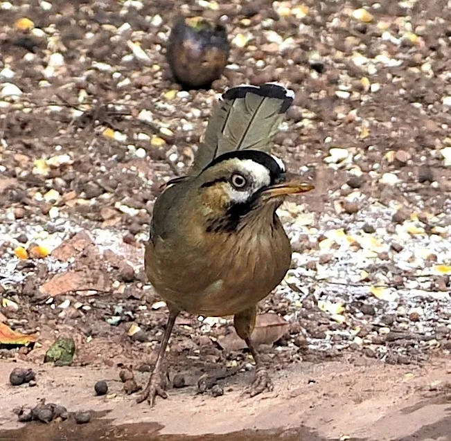 灰翅噪鹛(Ianthocincla cineracea)