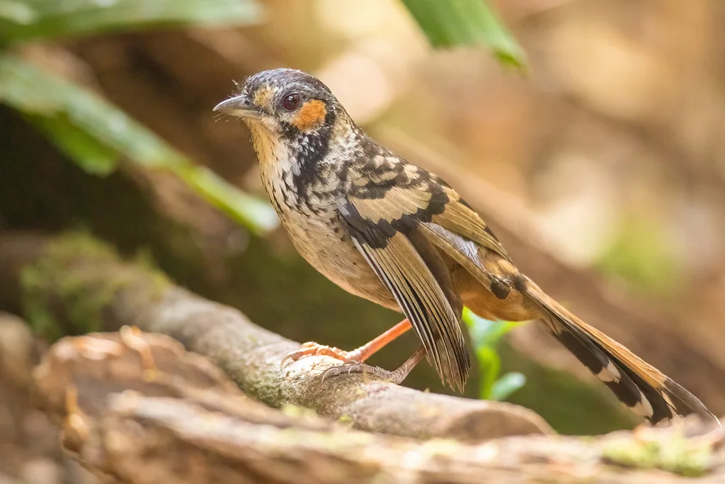 棕耳噪鹛(Ianthocincla konkakinhensis)