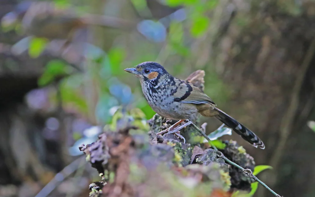 棕耳噪鹛(Ianthocincla konkakinhensis)
