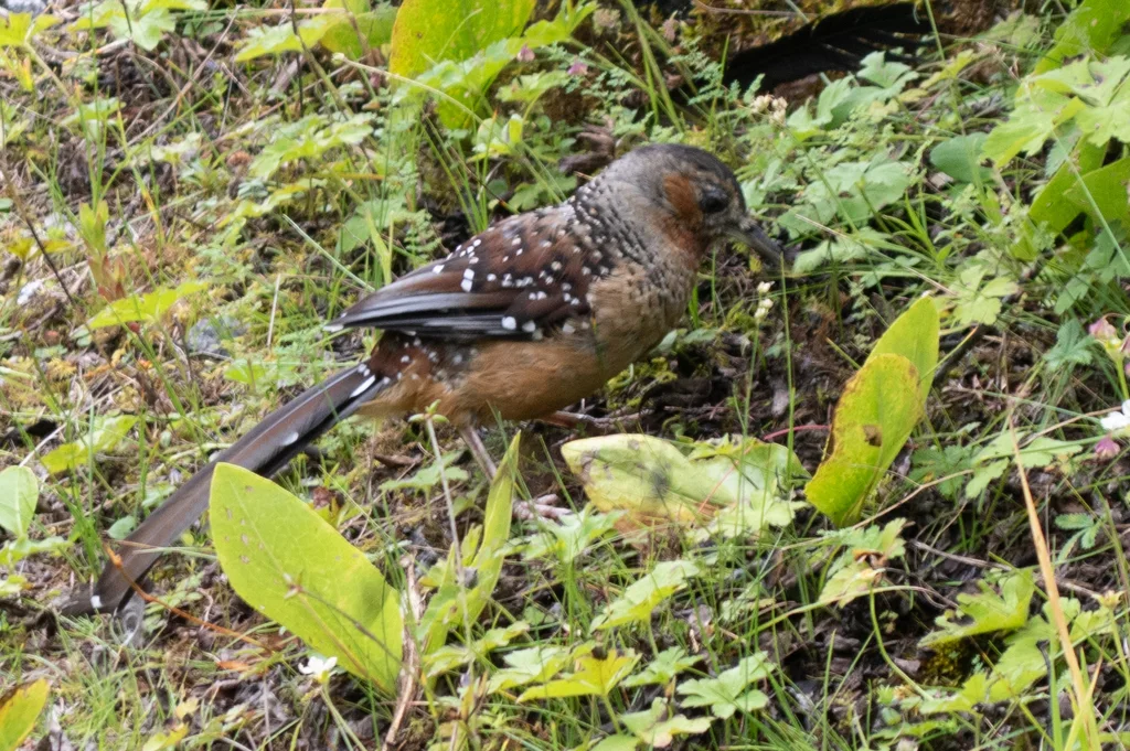 大噪鹛（Ianthocincla maxima）