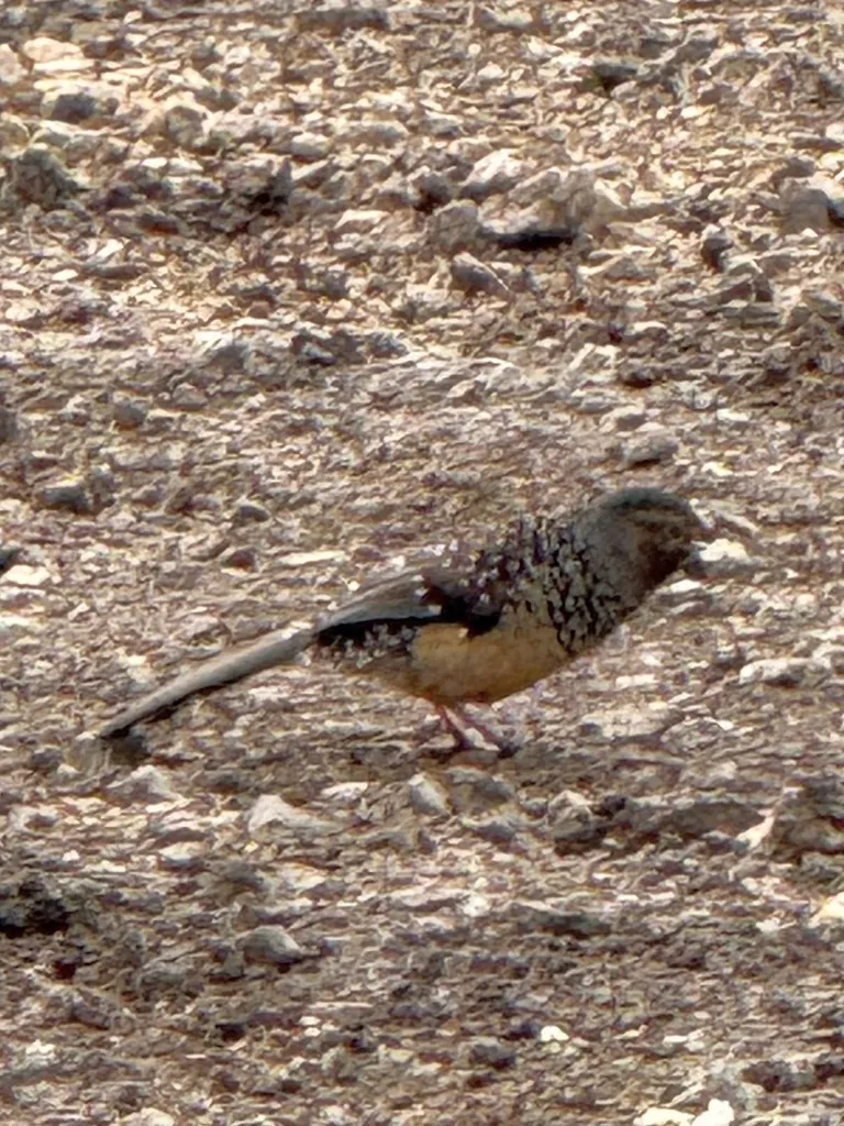 大噪鹛（Ianthocincla maxima）