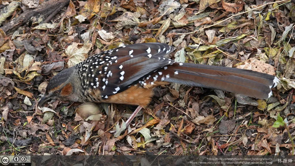 大噪鹛（Ianthocincla maxima）
