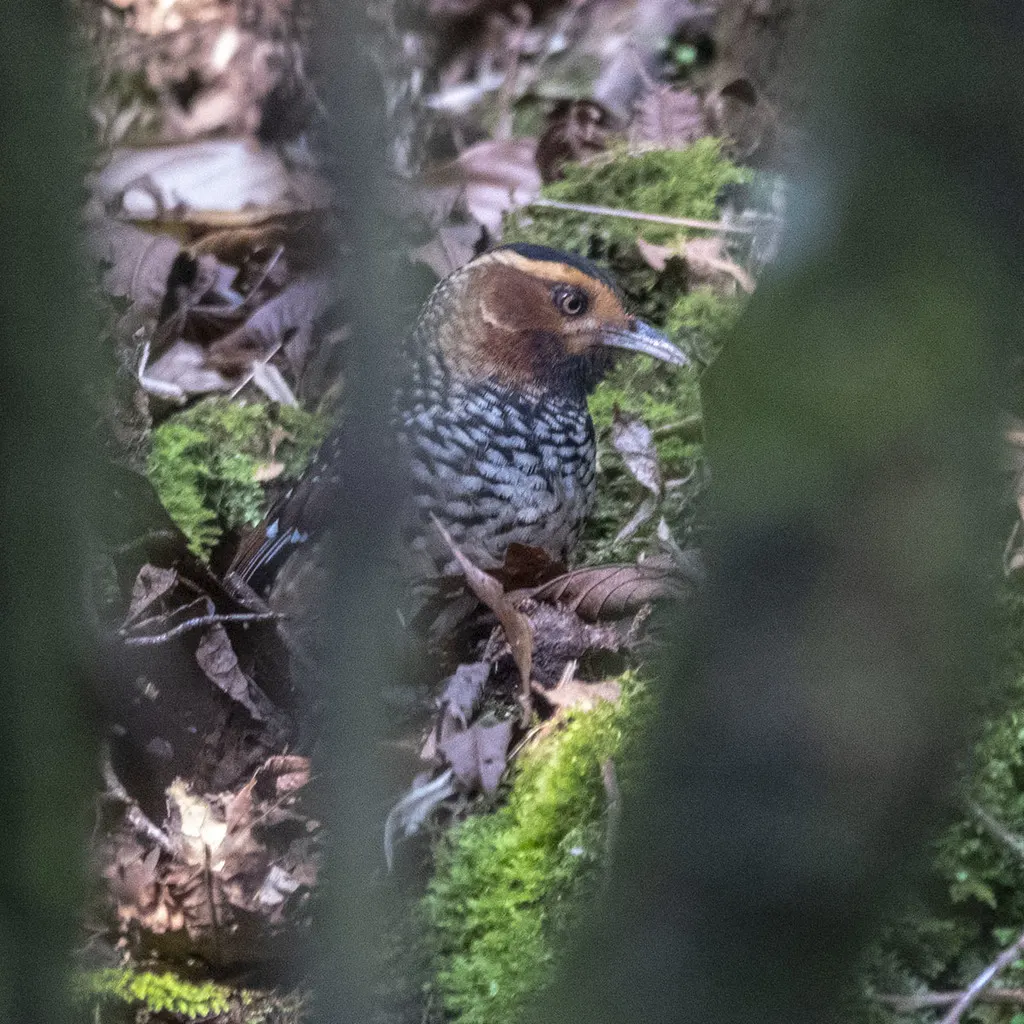 眼纹噪鹛(Ianthocincla ocellata)