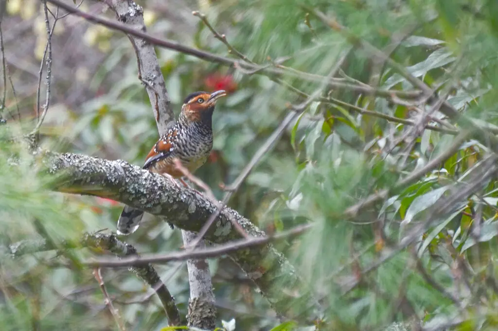 眼纹噪鹛(Ianthocincla ocellata)