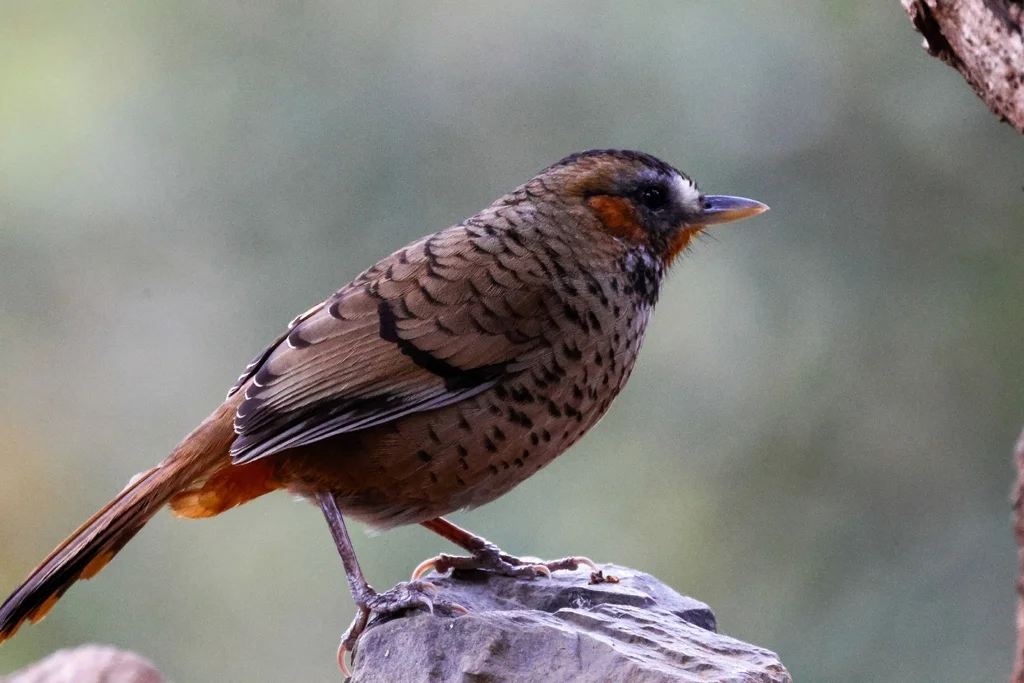 棕颏噪鹛(Ianthocincla rufogularis)