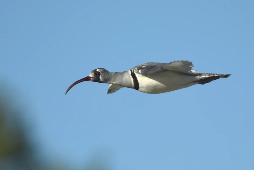 鹮嘴鹬(Ibidorhyncha struthersii)