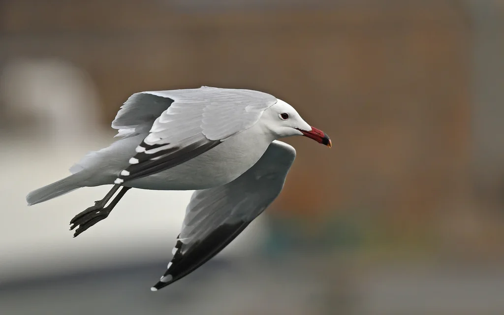 奥氏鸥(Ichthyaetus audouinii)