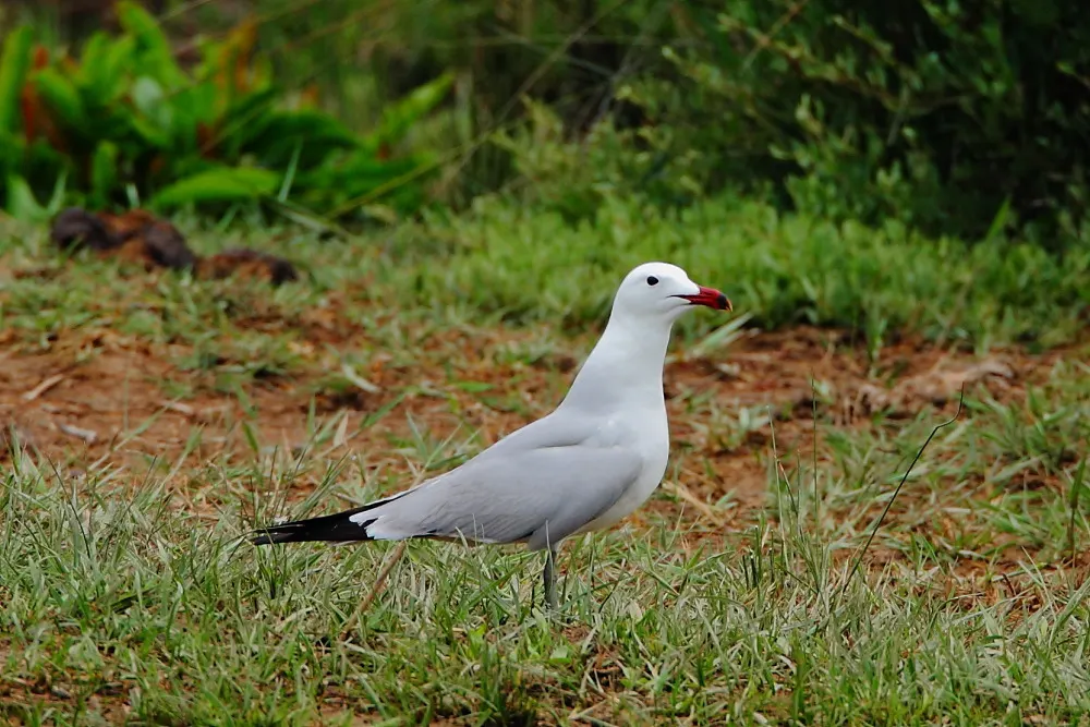 奥氏鸥(Ichthyaetus audouinii)