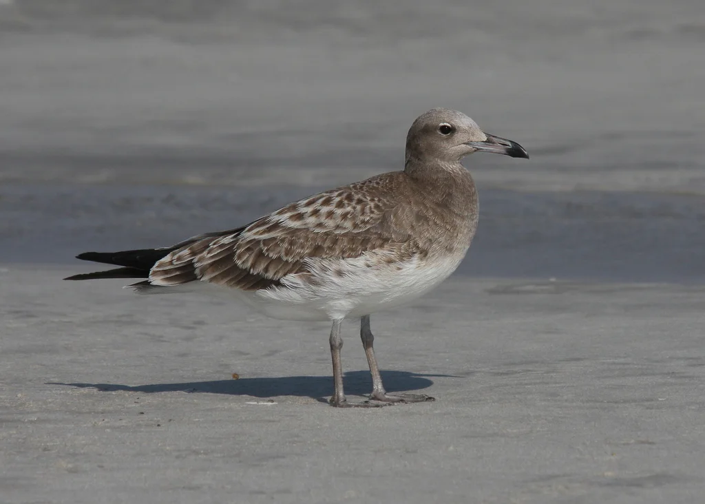 白领鸥(Ichthyaetus hemprichii)