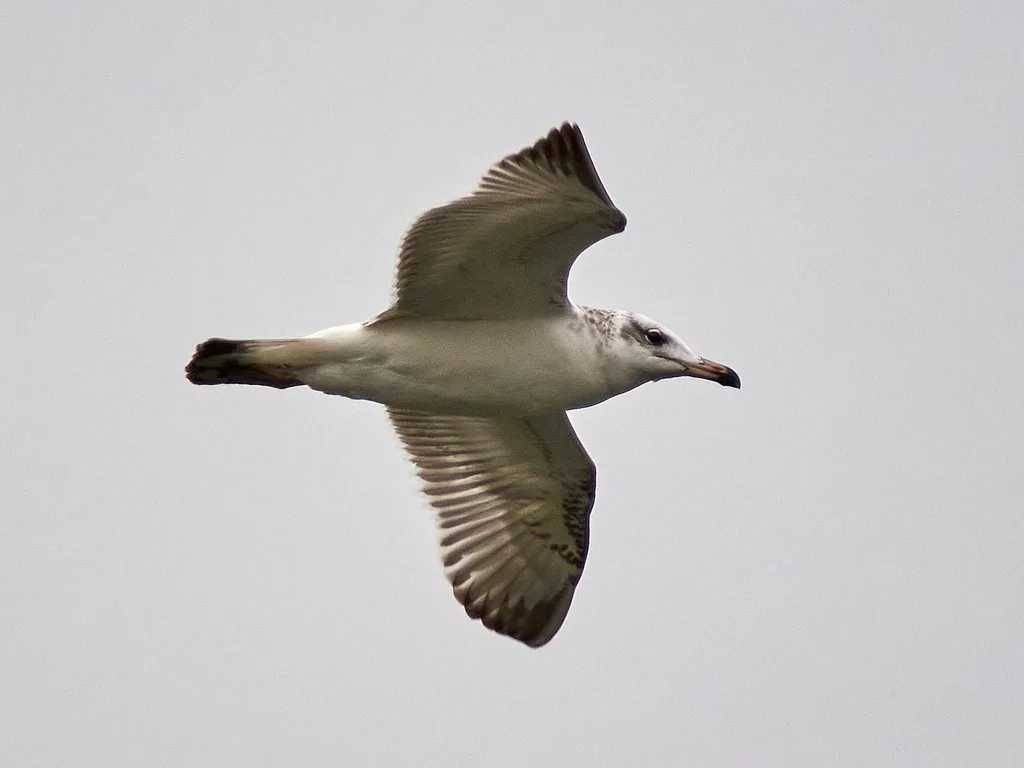 渔鸥（Ichthyaetus ichthyaetus）