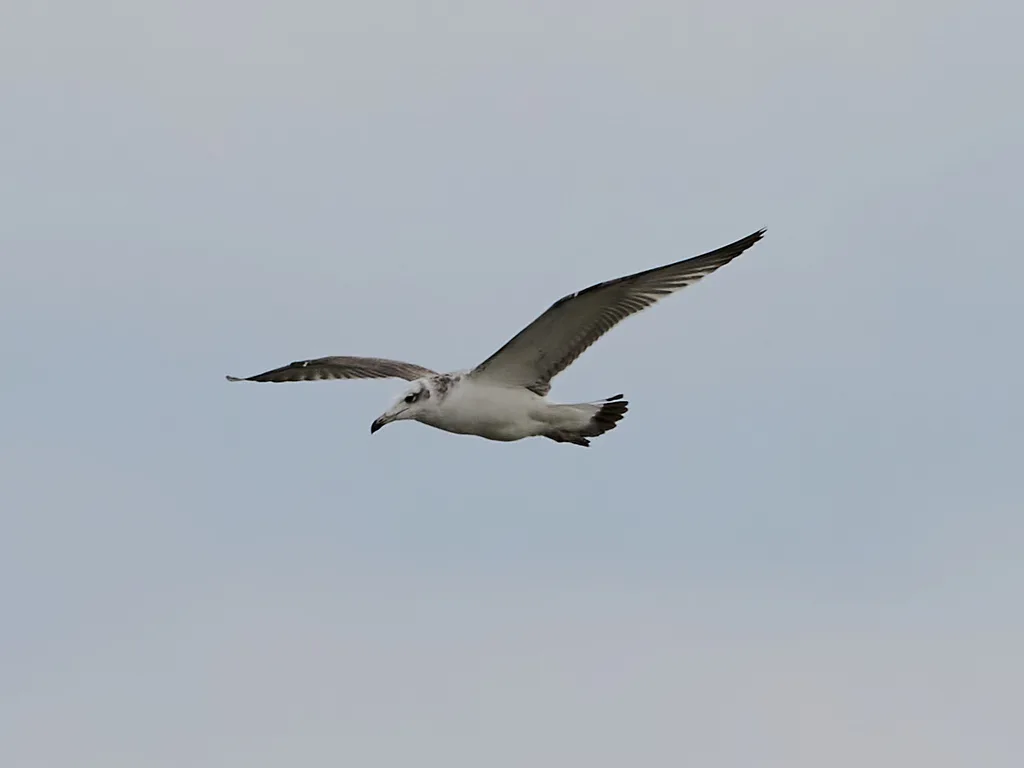 渔鸥（Ichthyaetus ichthyaetus）
