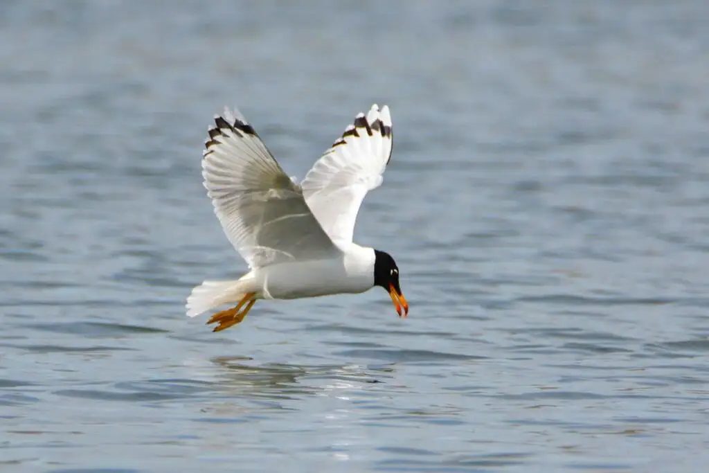 渔鸥（Ichthyaetus ichthyaetus）