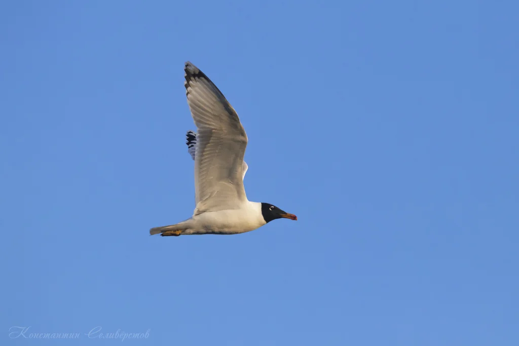 渔鸥（Ichthyaetus ichthyaetus）