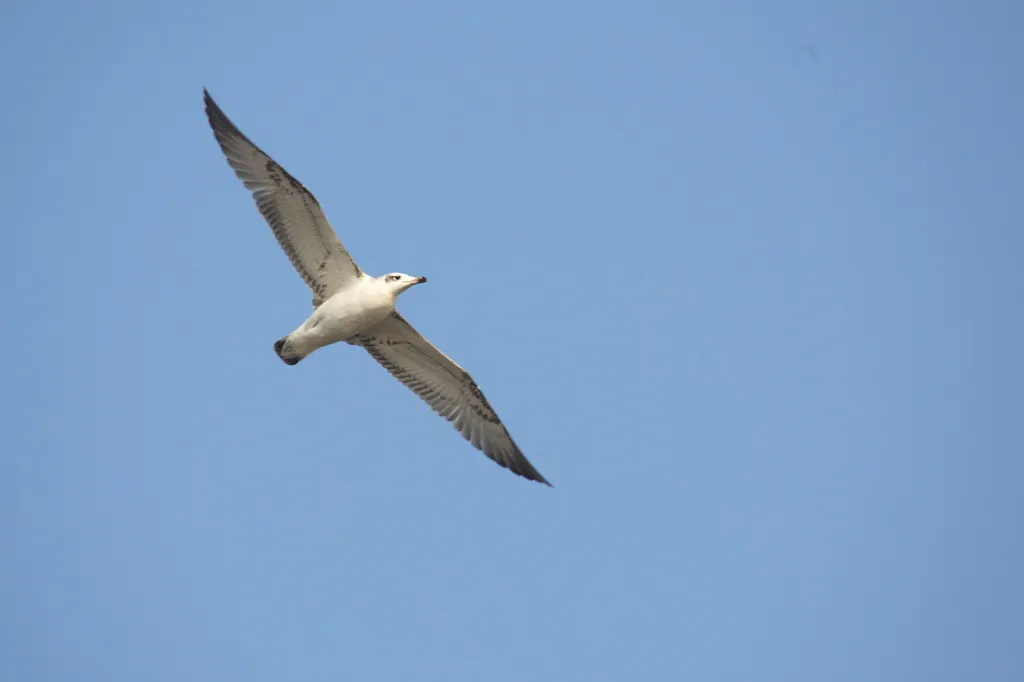 渔鸥（Ichthyaetus ichthyaetus）