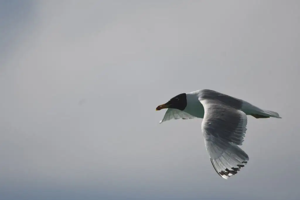 渔鸥（Ichthyaetus ichthyaetus）