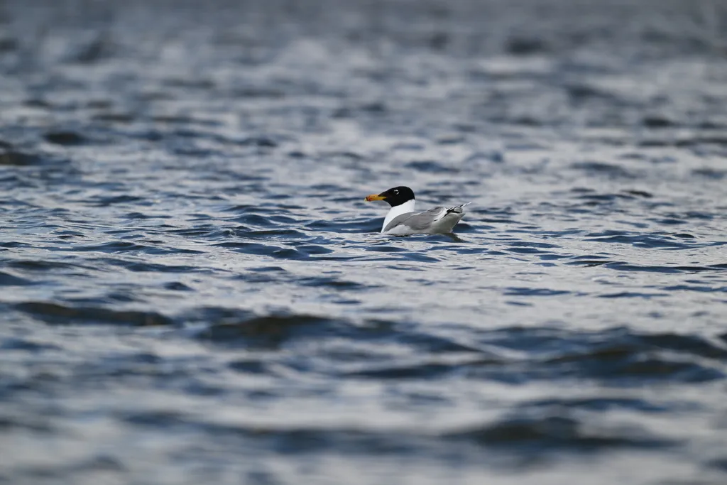 渔鸥（Ichthyaetus ichthyaetus）