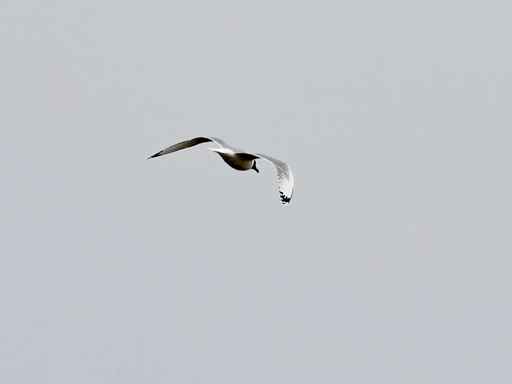 渔鸥（Ichthyaetus ichthyaetus）