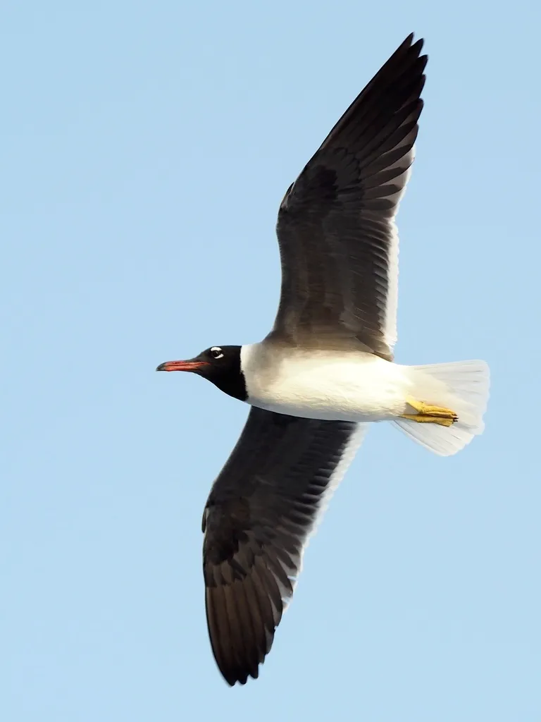 白眼鸥(Ichthyaetus leucophthalmus)