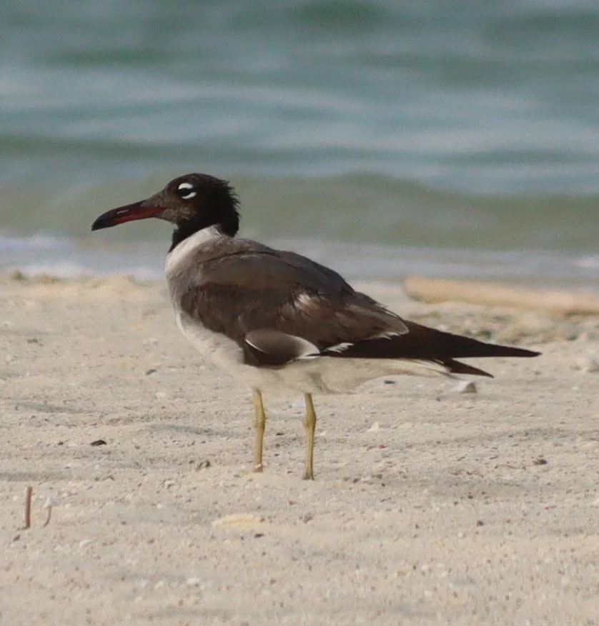 白眼鸥(Ichthyaetus leucophthalmus)