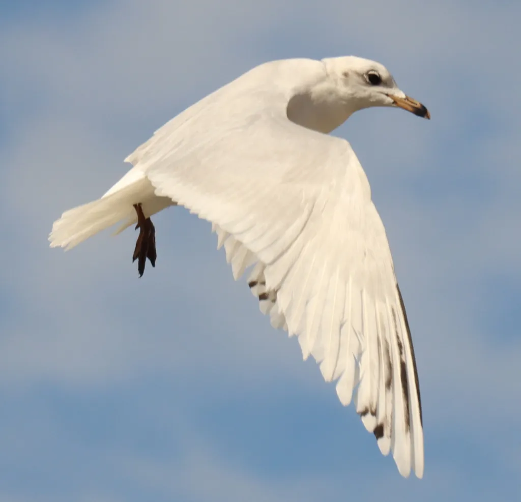 地中海鸥(Ichthyaetus melanocephalus)