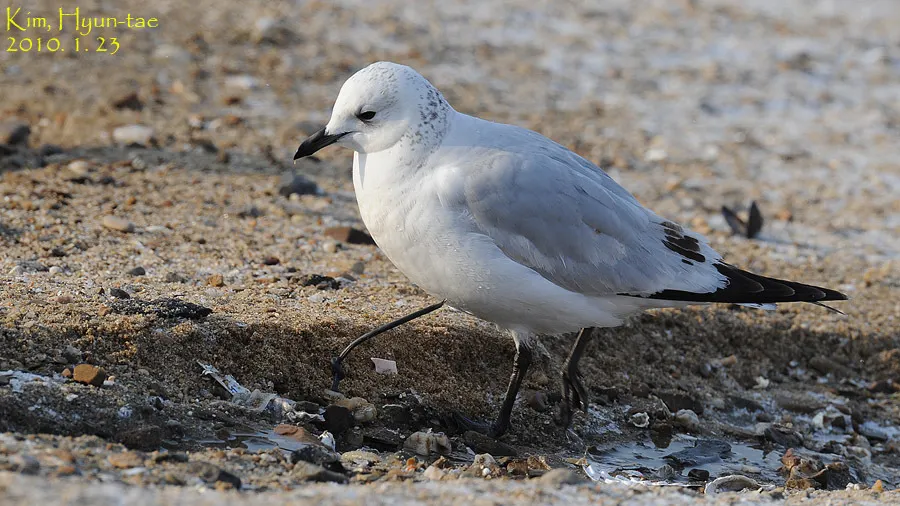 遗鸥(Ichthyaetus relictus)
