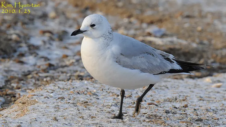 遗鸥(Ichthyaetus relictus)