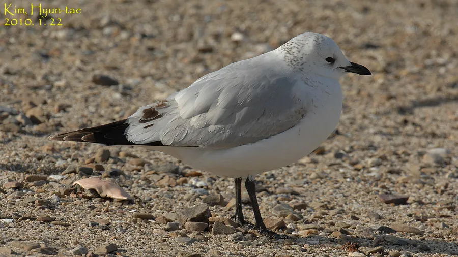 遗鸥(Ichthyaetus relictus)