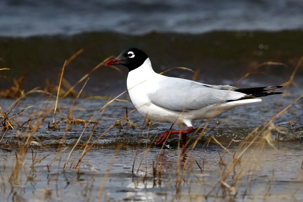 遗鸥(Ichthyaetus relictus)